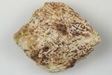 Fossil Phytosaur Scute - New Mexico #192707-1